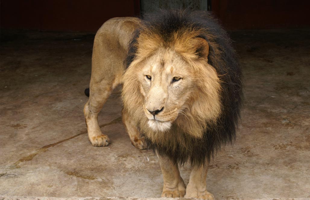 Лев эфиопский, или абиссинский — Panthera leo roosevelti