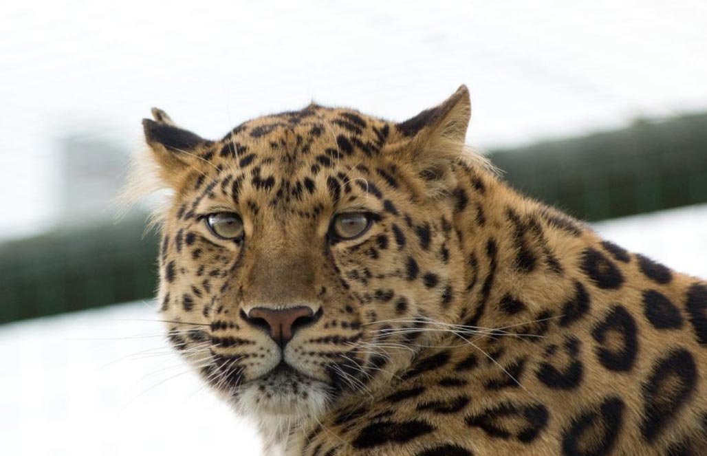 Леопард дальневосточный — Panthera pardus orientalis