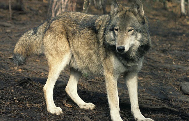 Волк степной — Canis lupus campestris