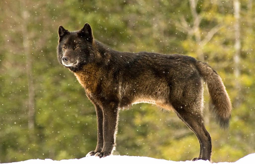 Волк александровский — Canis lupus ligoni