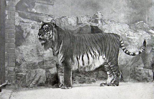 Тигр туранский