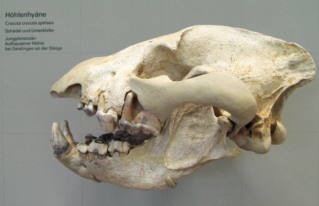 Пещерная гиена — Crocuta crocuta spelaea