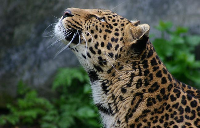 Леопард кавказский (переднеазиатский) — Panthera pardus ciscaucasica