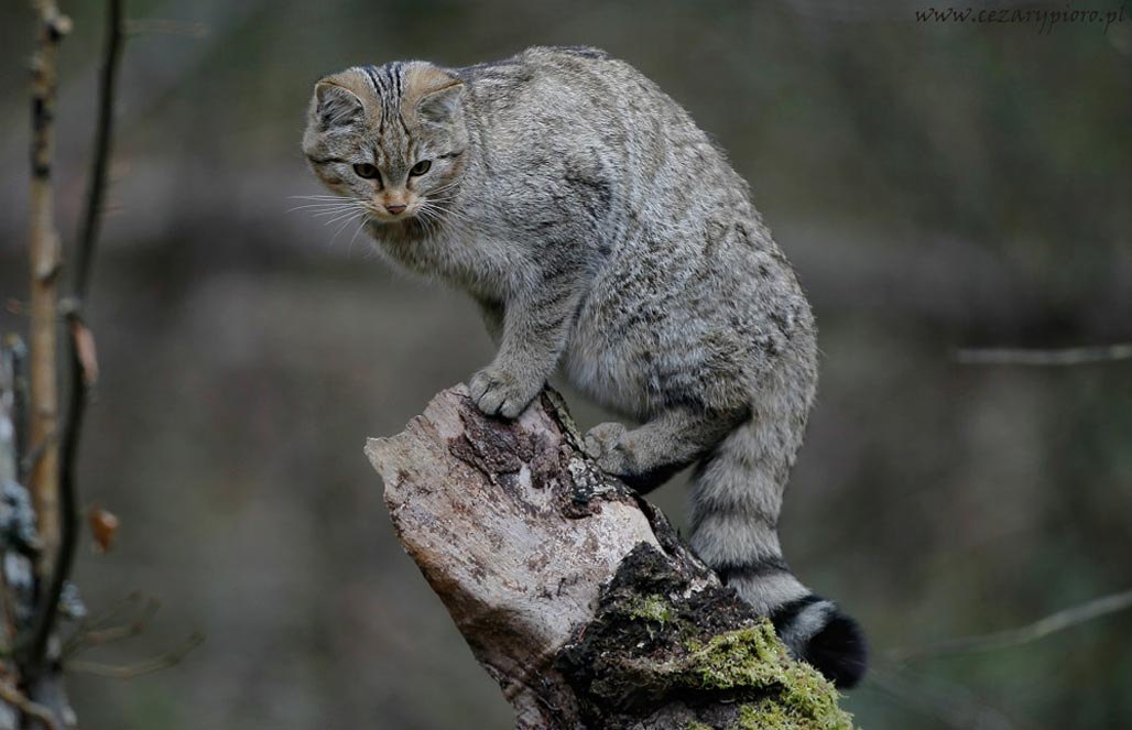 Кошка корсиканская — Felis silvestris reyi