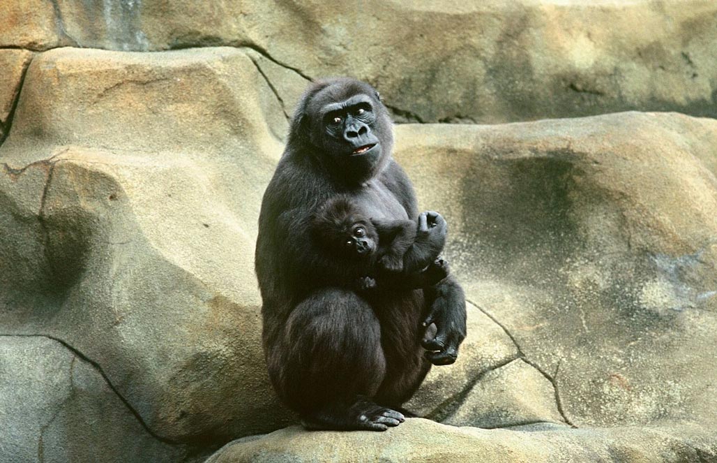 Горилла береговая — Gorilla gorilla