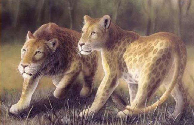 Лев мароци, или пятнистый — Panthera leo maculatus