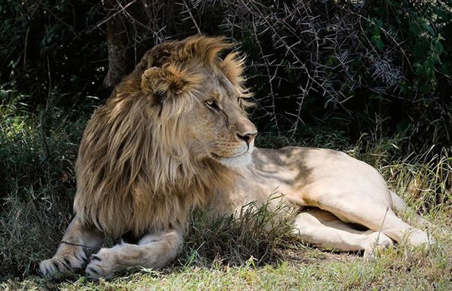 Лев кенийский, или массайский — Panthera leo massaicus