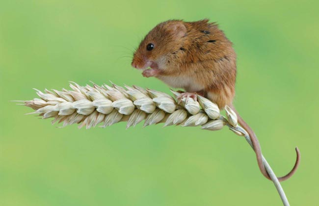 Мышь-малютка — Micromys minutus