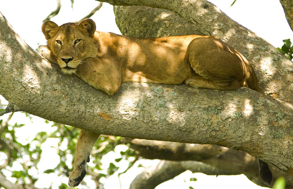 Лев североконголезский — Panthera leo azandica (azandicus)