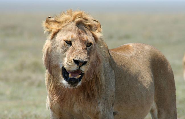 Лев сенегальский — Panthera leo senegalensis