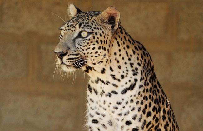 Леопард аравийский — Panthera pardus nimr