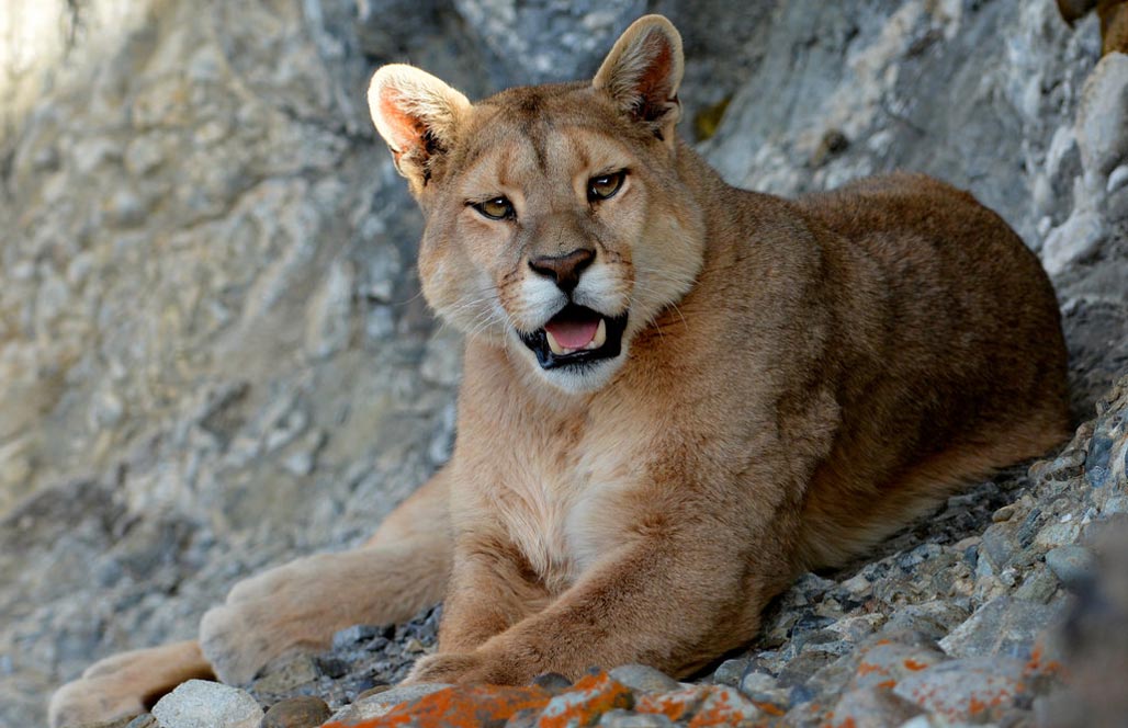 Пума или кугуар — Puma (Felis) concolor
