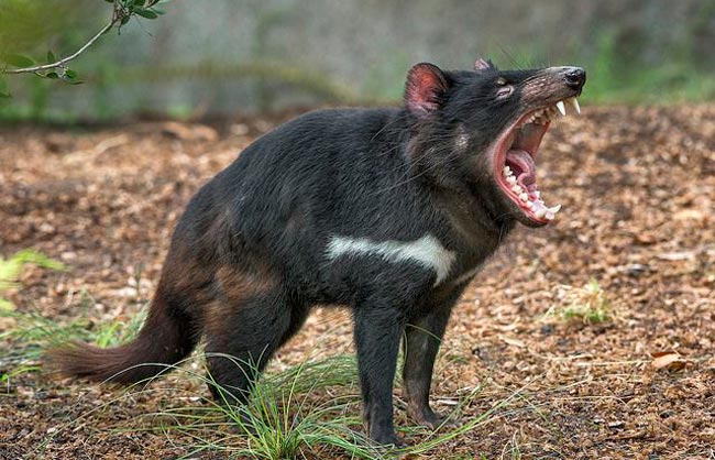 Тасманский дьявол — Sarcophilus laniarius