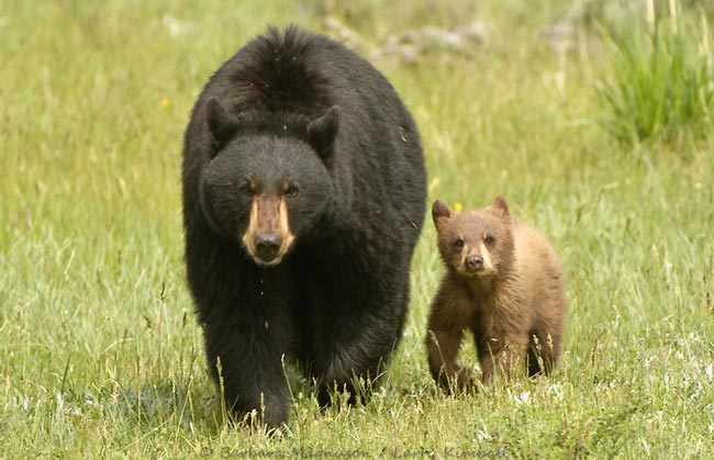 Медведь черный или Барибал — Ursus americanus