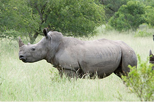 Истребление вида: умер последний самец северного белого носорога!