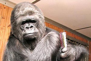 Знаменитая горилла Коко умерла