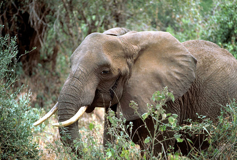 Кенийский слон