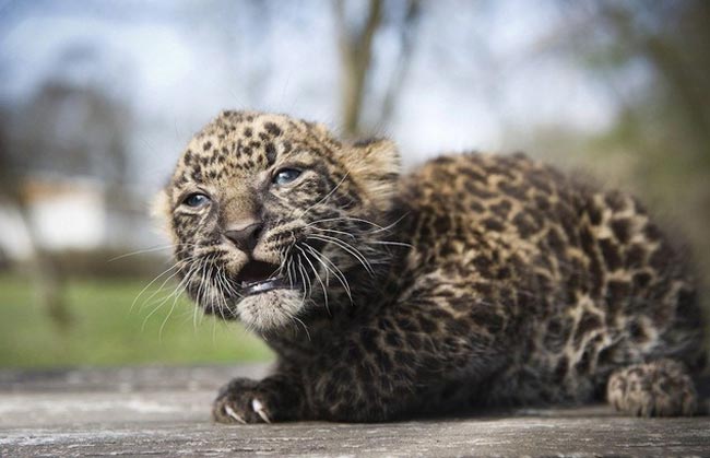 Детеныш леопарда из Дании