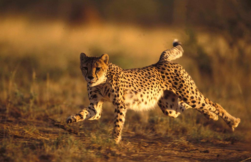 Гепарды все еще самые быстрые животнве на земле?
