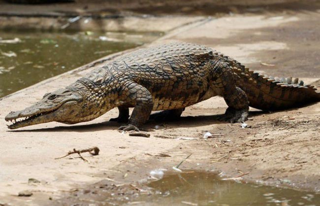 Крокодилы с фермы «Раквена»