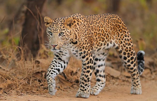 Леопарды в Индии продолжают исчезать