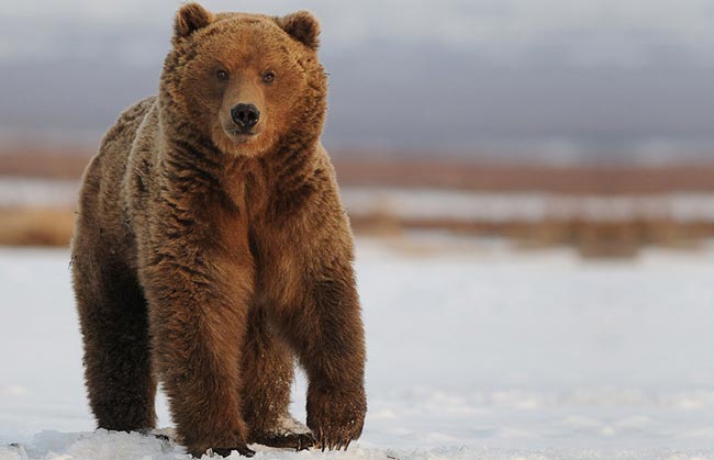 Медведи заживляют свои раны во время зимней спячки