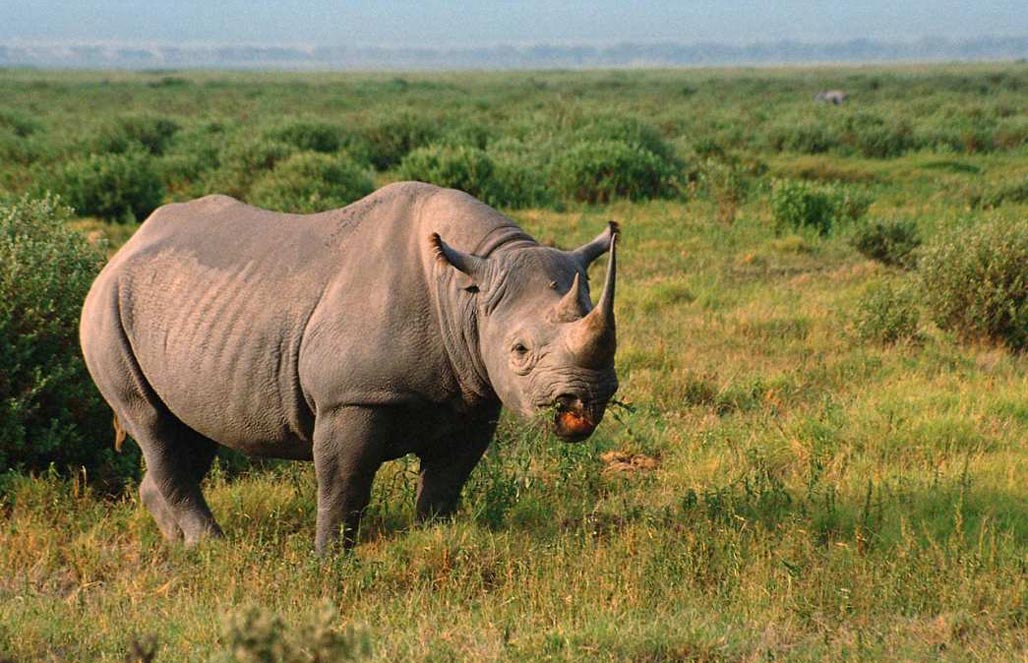 Носороги постоянно подвергаются нападению браконьеров