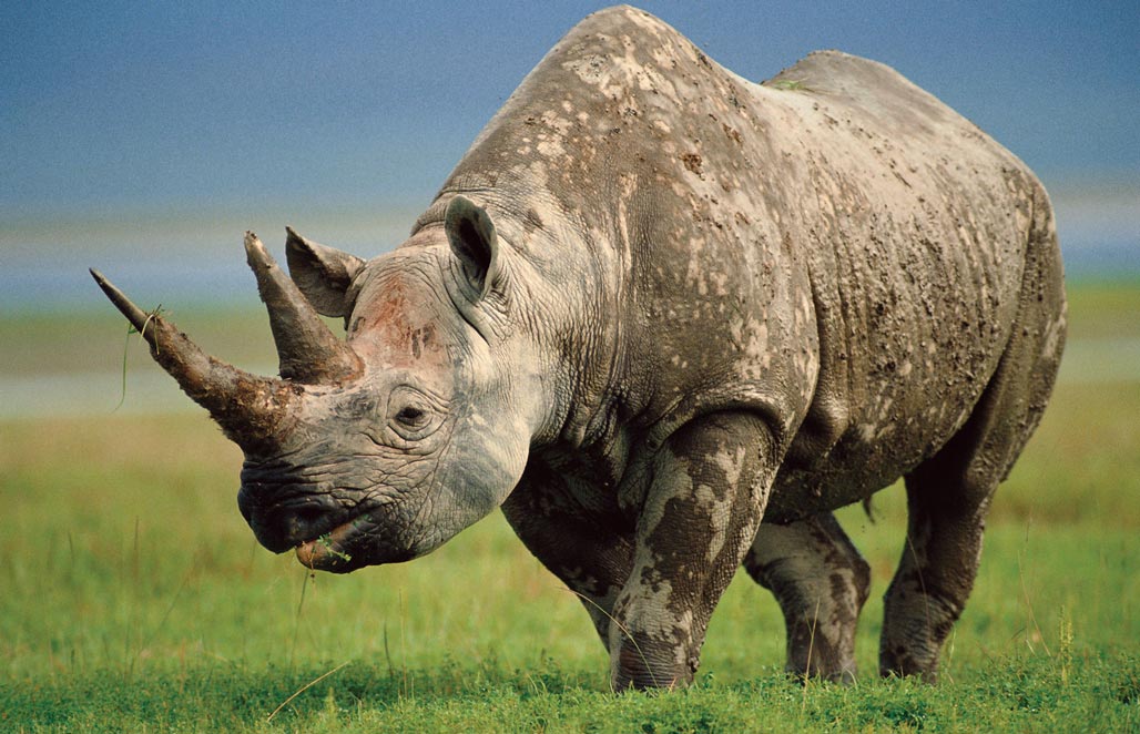 Носороги в опасности