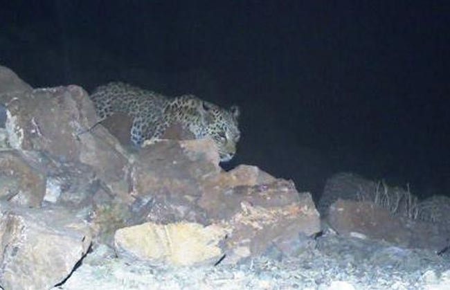 Персидские леопарды попали в объективы камер-ловушек