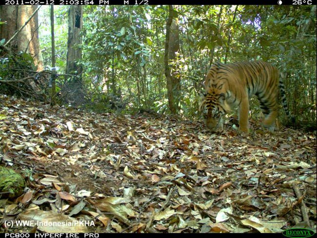 Появились фотографии пяти редких видов кошек, живущих на Суматре