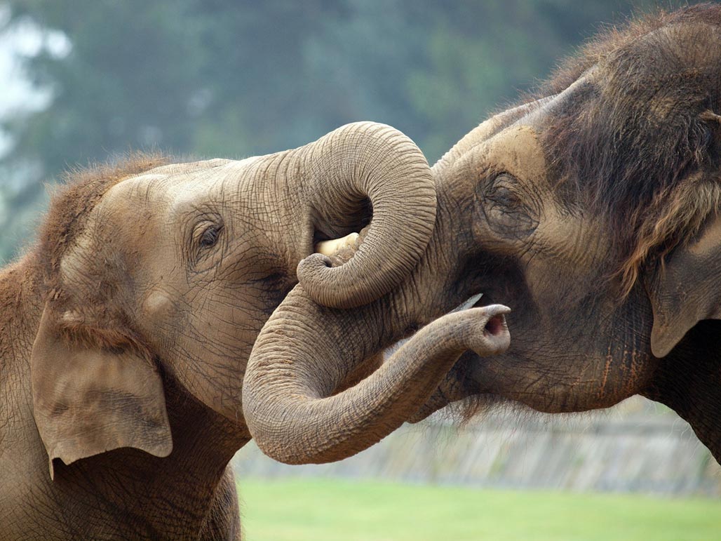 Шерсть у слонов — зачем?