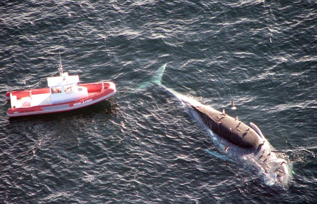Шумы от кораблей влияют на жизнедеятельность китов?