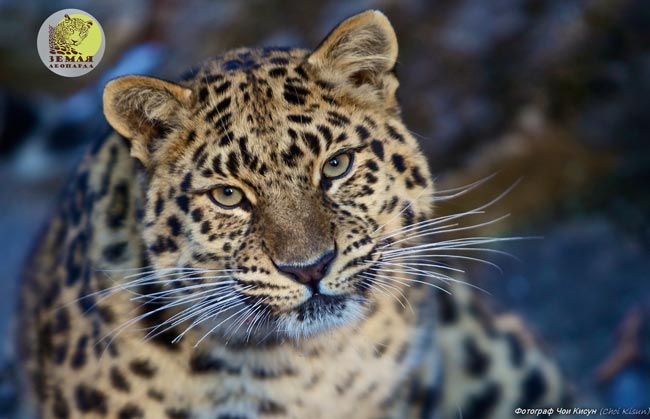 Земля леопардов открылась на Дальнем Востоке