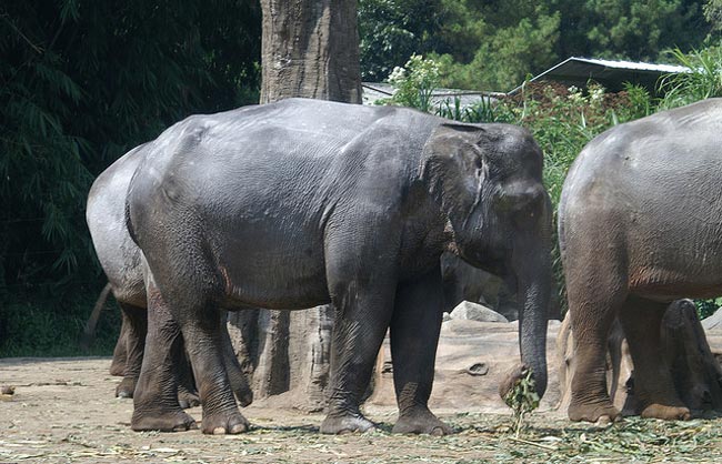 Суматранским слонам грозит опасность исчезновения