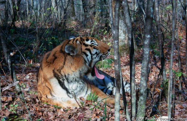 Тигры получили новый дом —  заказник «Среднеуссурийский»