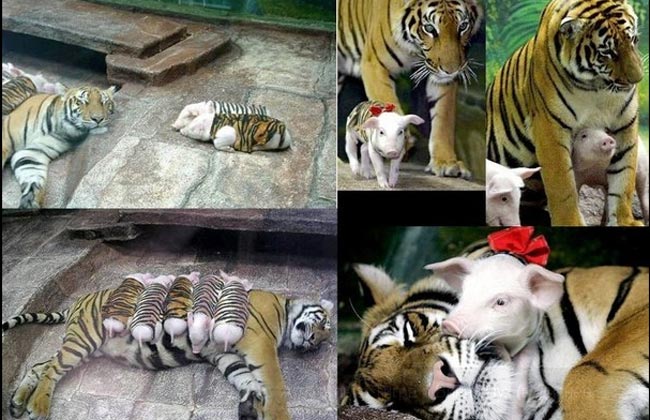 Тигрята не тигрята