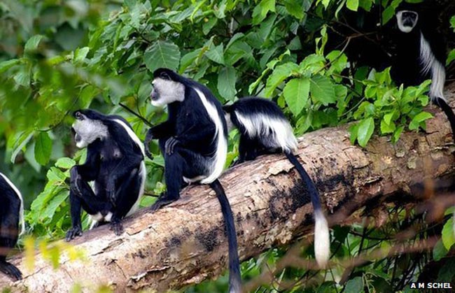 Ученые изучают «рассветный хор» обезьян колобусов