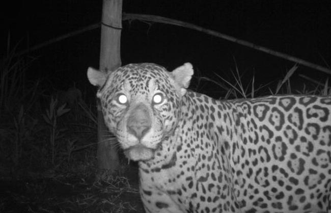 Ученые засекли 19 особей ягуара в лесах Боливии