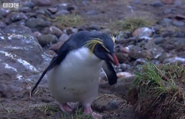 В Эдинбургском зоопарке посетители пострадали от ревности пингвинов