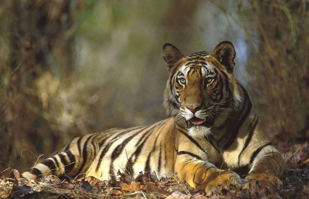 В Индии «бум» воспроизводства тигров