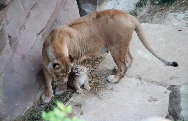 Зоопарк Антверпена представил публике львенка