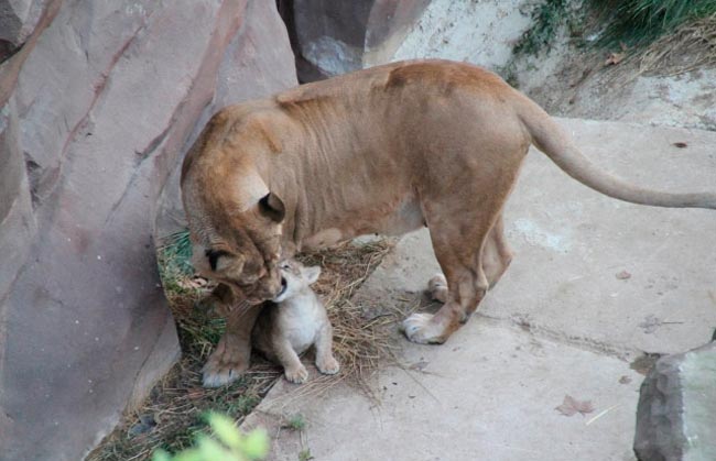 Зоопарк Антверпена представил публике львенка