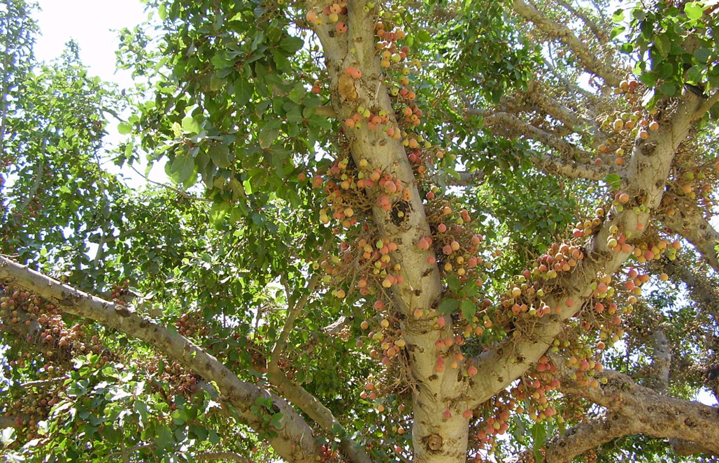 Сикомор — вечнозеленое дерево из глубины веков