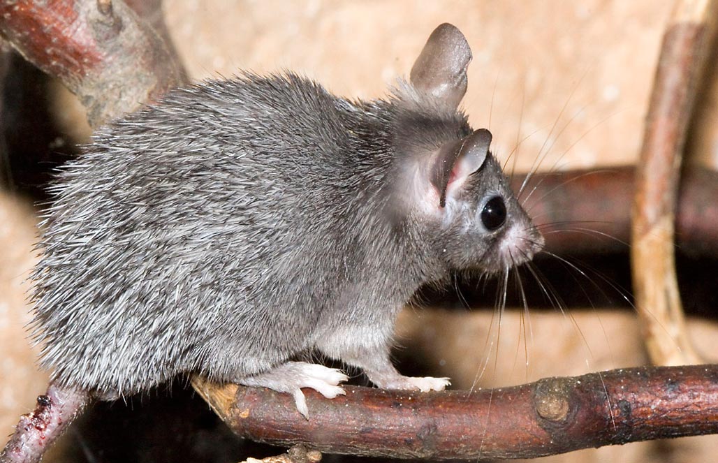 Иглистая мышь — Acomys cahirinus