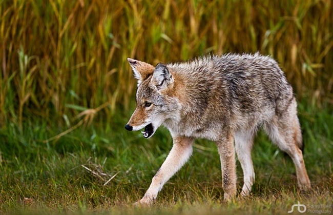 Койот, или луговой волк — Canis latrans