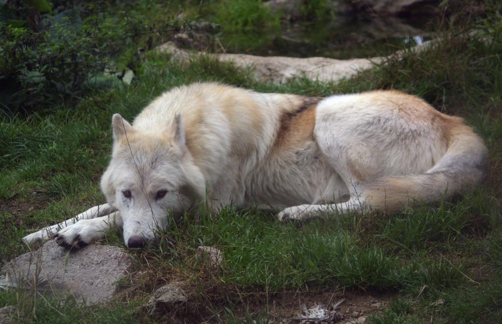Волк макензийский тундровый — Canis lupus mackenzii