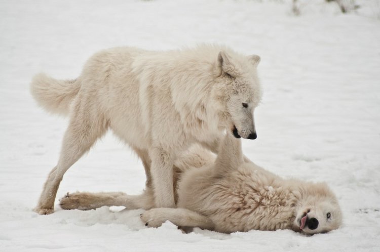 Волк аляскинский прибрежный — Canis lupus tundrarum