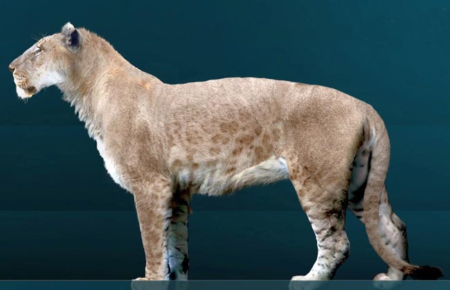Лев европейский — Panthera leo europaea