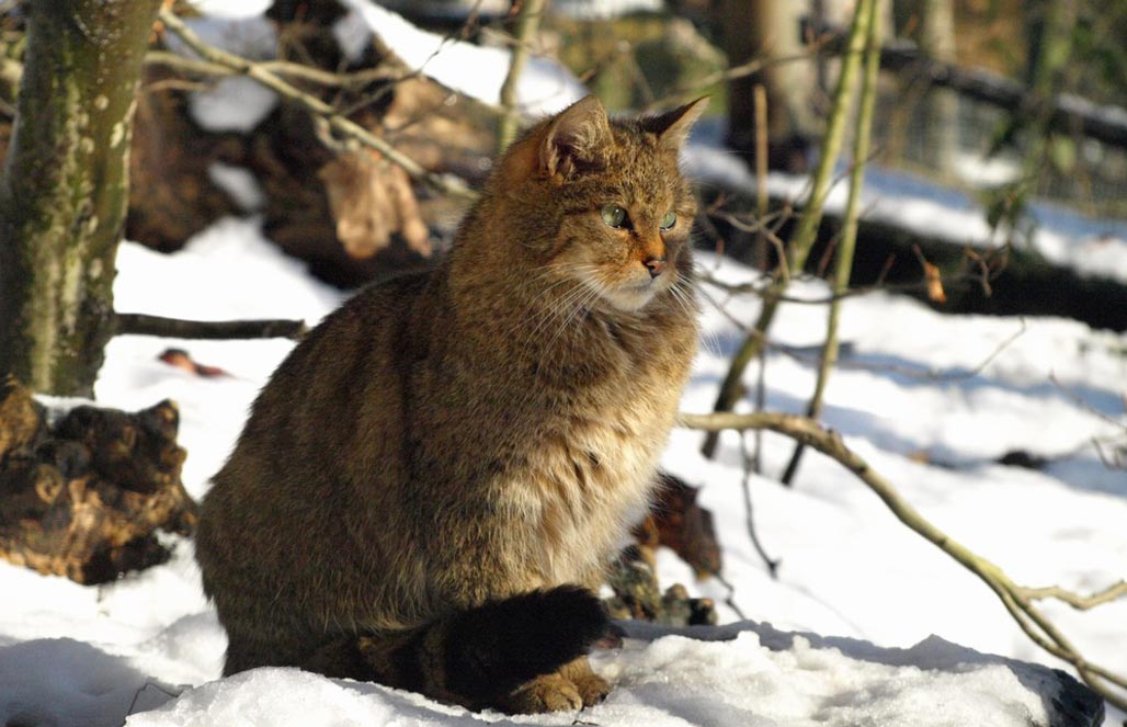 Картинка кавказский лесной кот