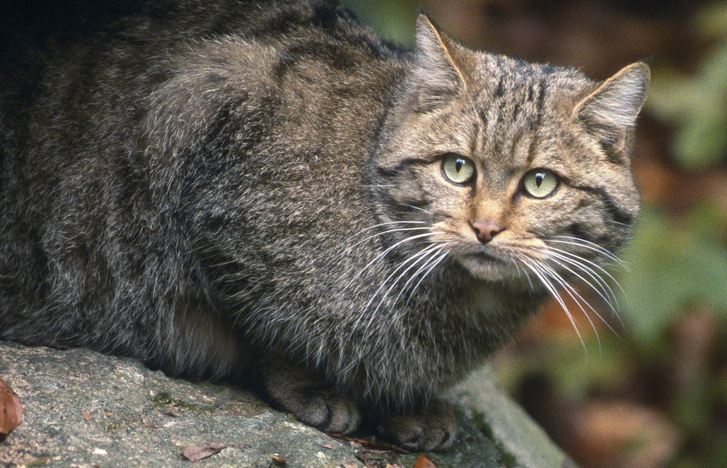 Кошка европейская дикая — Felis silvestris silvestris